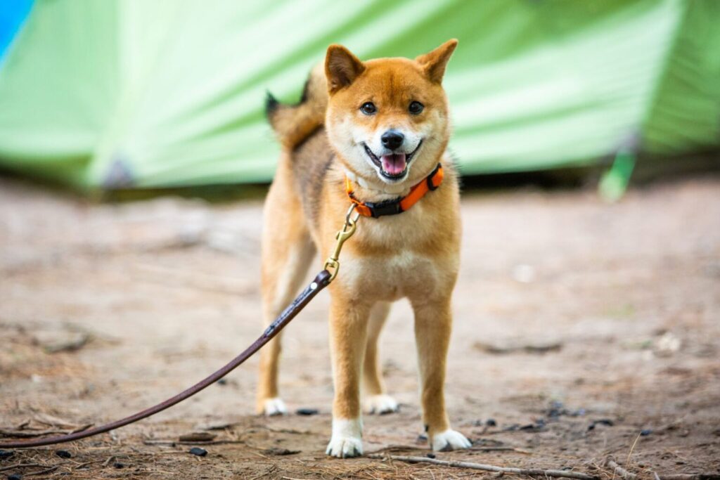 uważny shiba inu