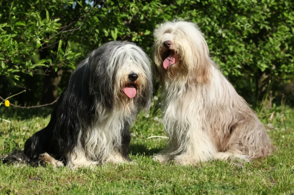 Para bearded collie siedzi na trawniku