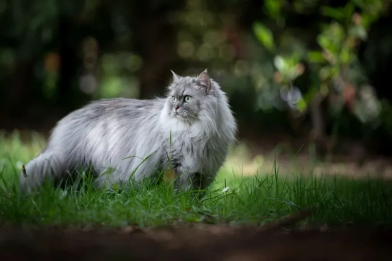 Brytyjski długowłosy na trawie