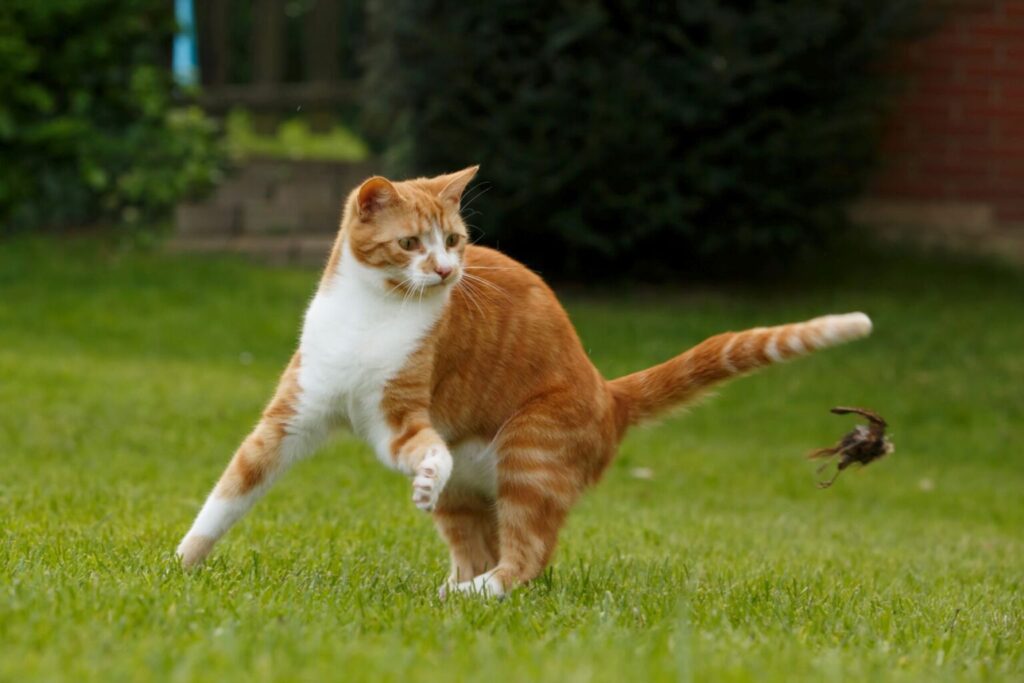 Kot podczas zabawy na trawie