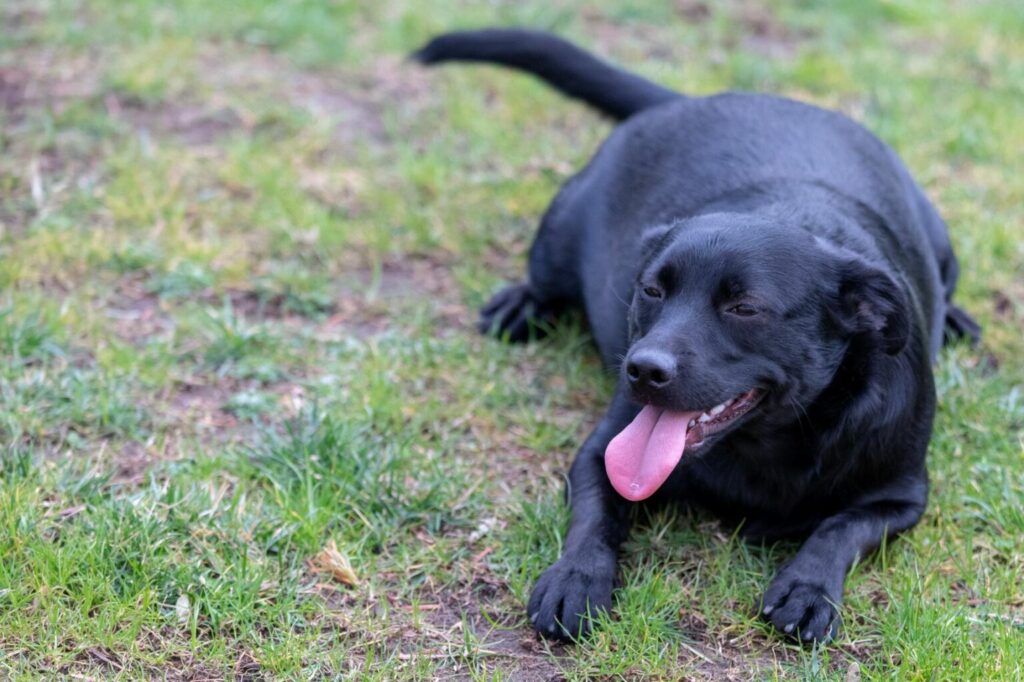 Labrador z nadwagą Labrador z nadwagą