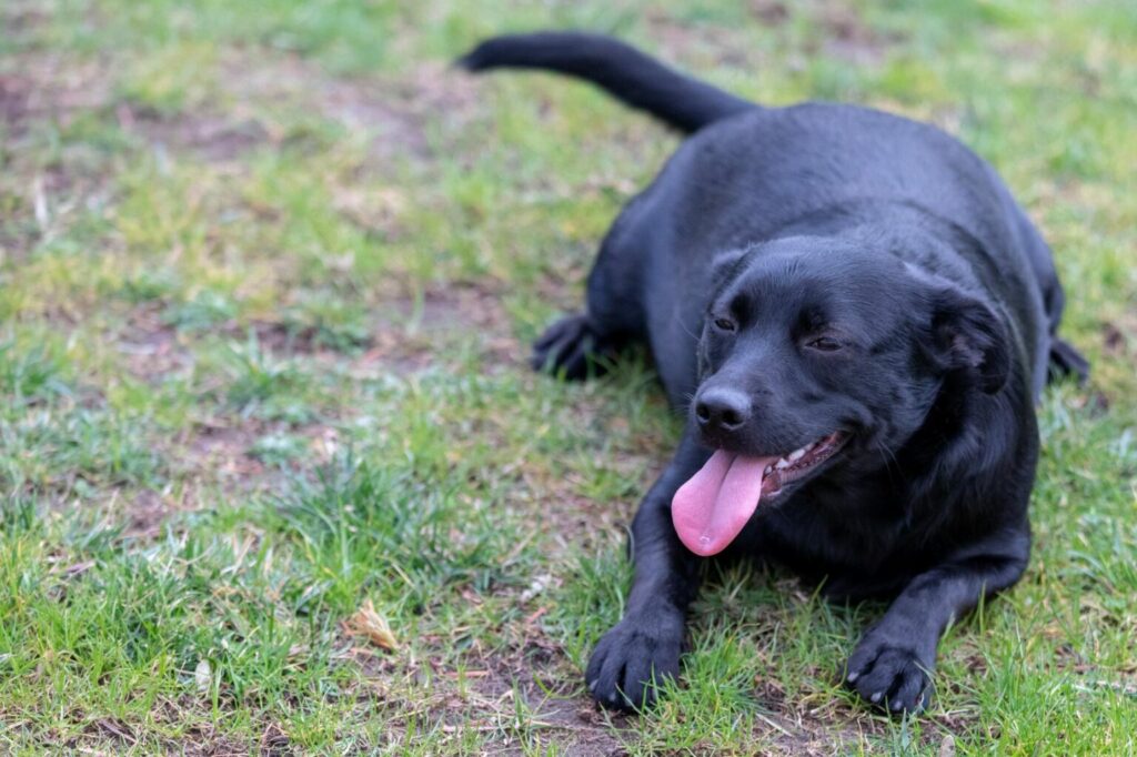 Labrador z nadwagą