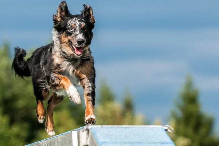 Pies pokonuje kładkę w agility