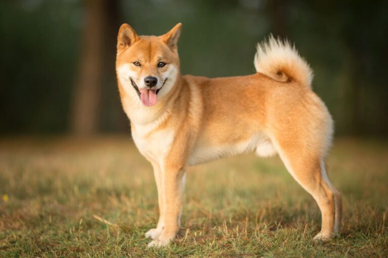 pies rasy shiba inu