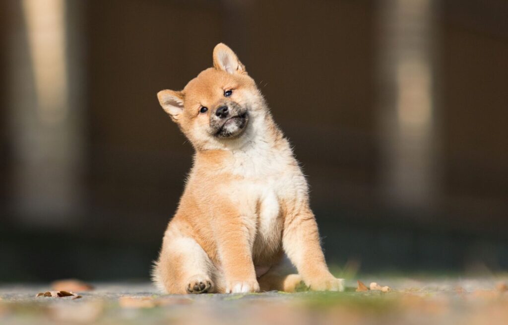 shiba inu szczeniak