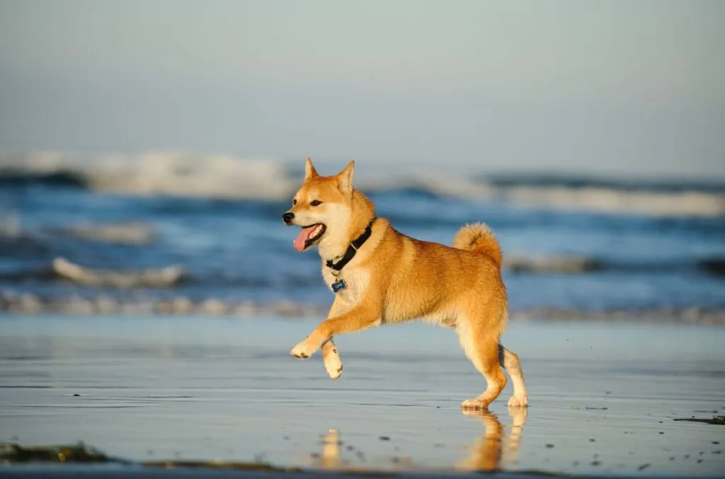 Shiba inu nad morzem