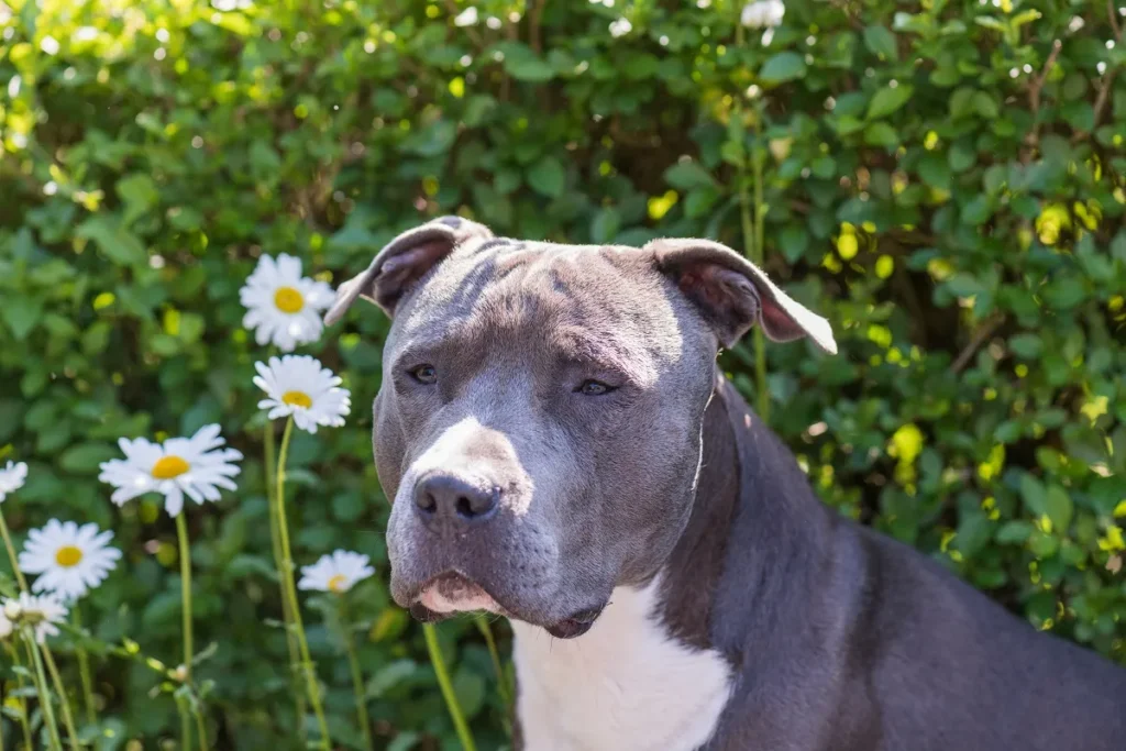 Szary american staffordshire terrier Szary amstaff