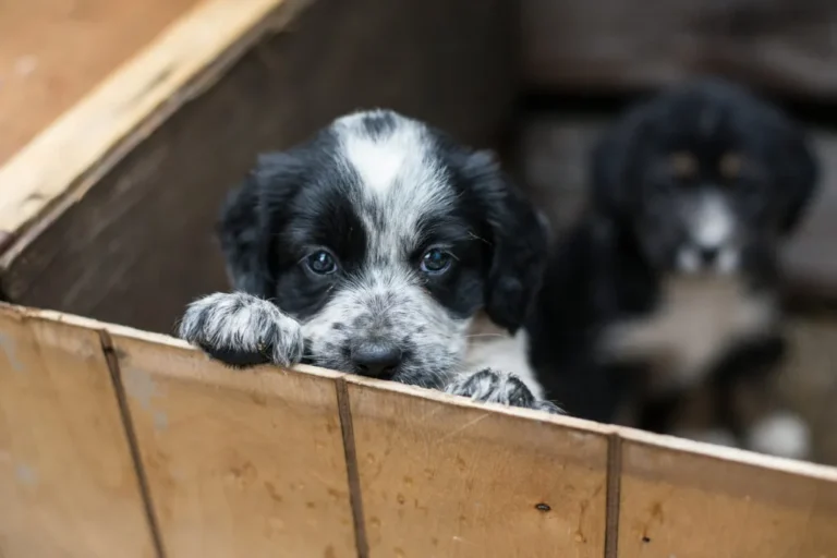Szczeniak ze schroniska Adopcja szczeniaka ze schroniska
