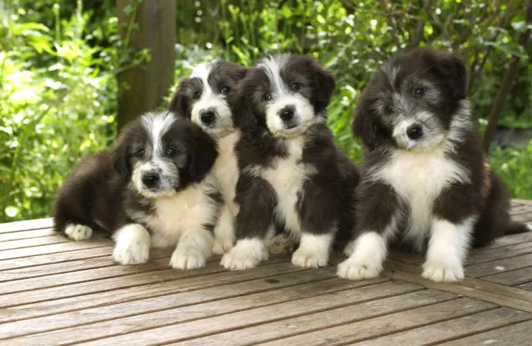 Młode bearded collie