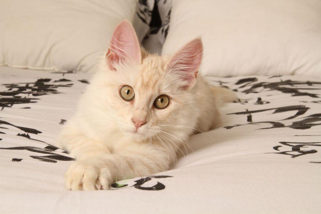 angora turecka kocię angora turecka kocię