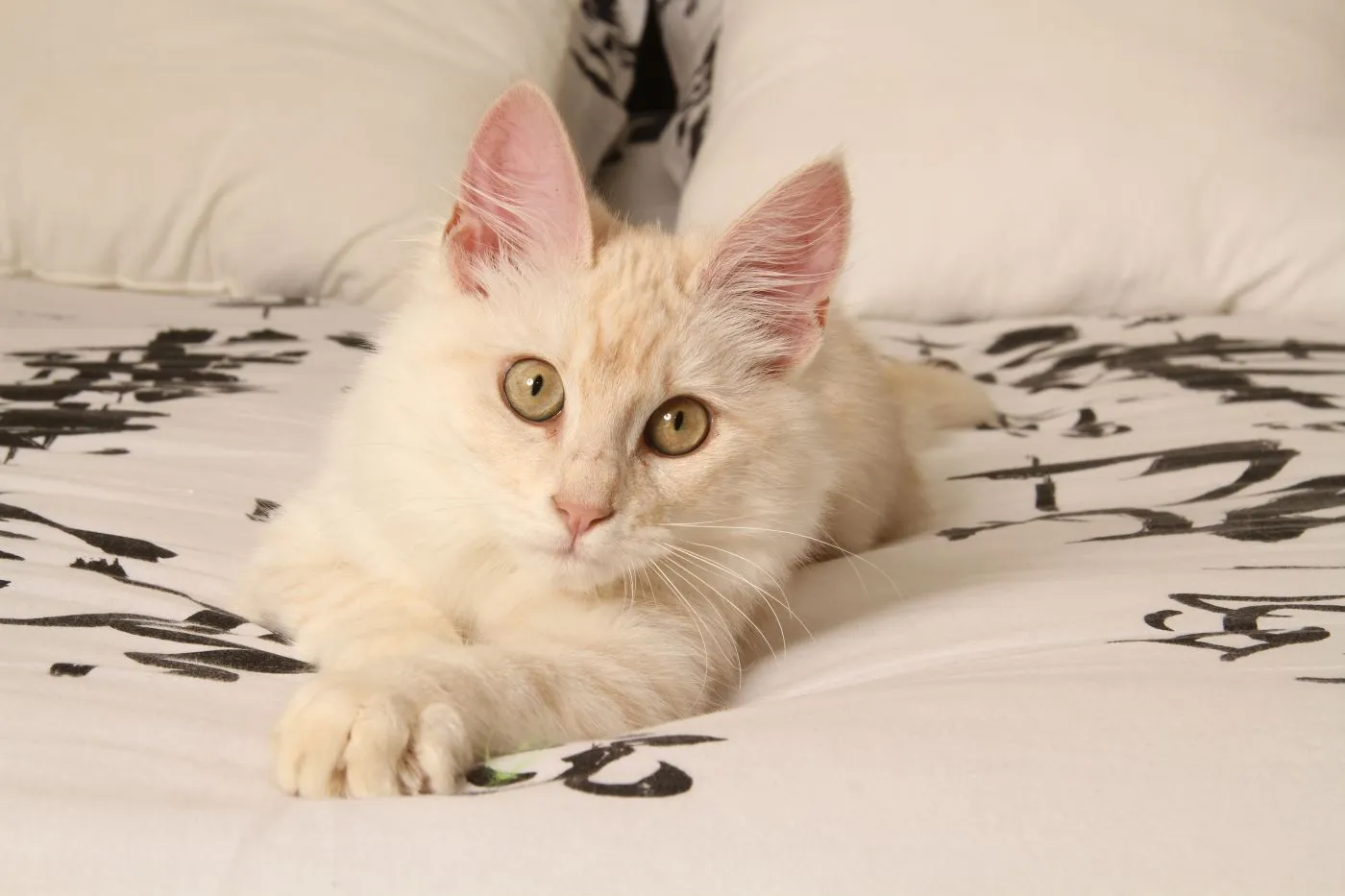 angora turecka kocię angora turecka kocię