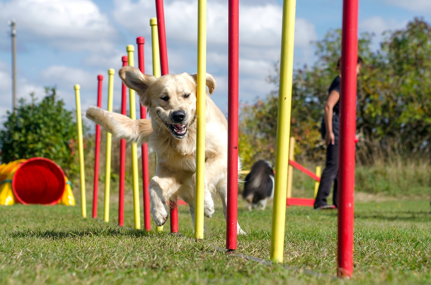 Agility dla psa | wszystko o psach w Magazynie zooplus