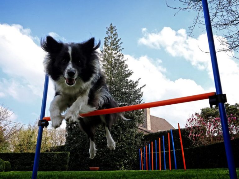 Agility dla psa Ruch, sport, zabawa psa