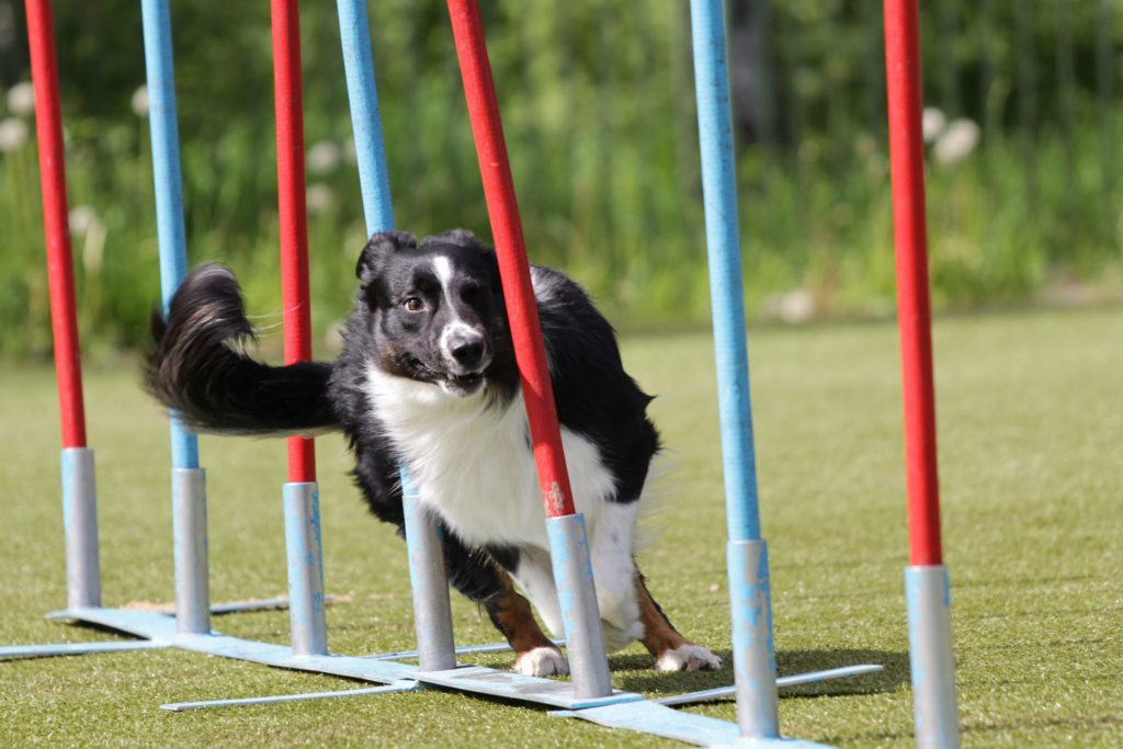 agility dla psa slalom do agility
