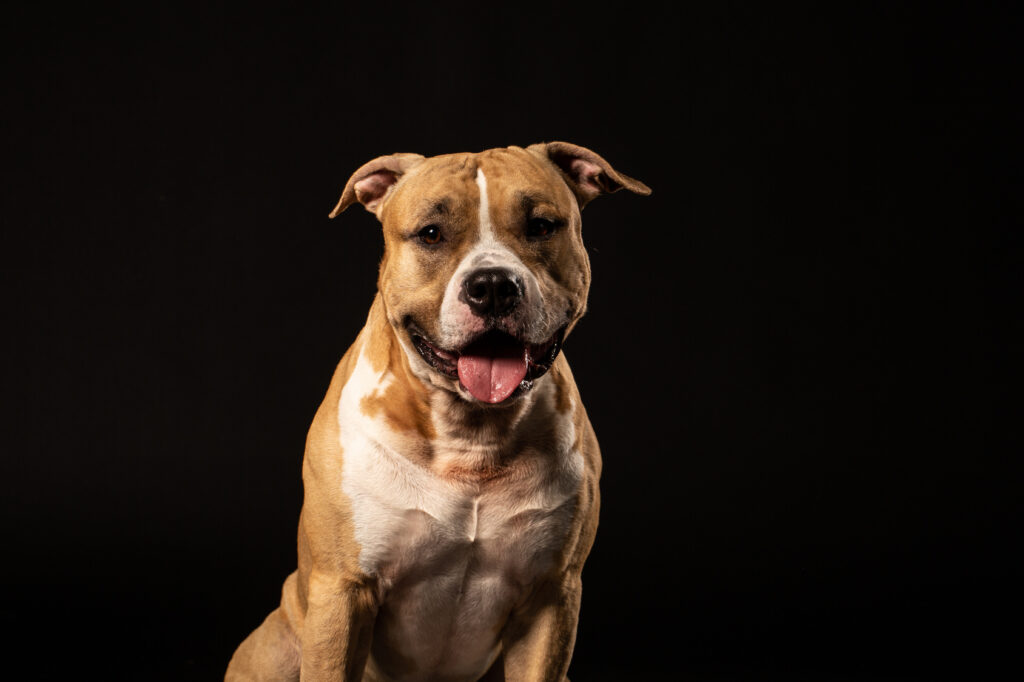 american-pit-bull-zdjęcie-w-studio