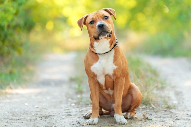 American staffordshire terrier