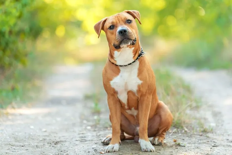 American staffordshire terrier