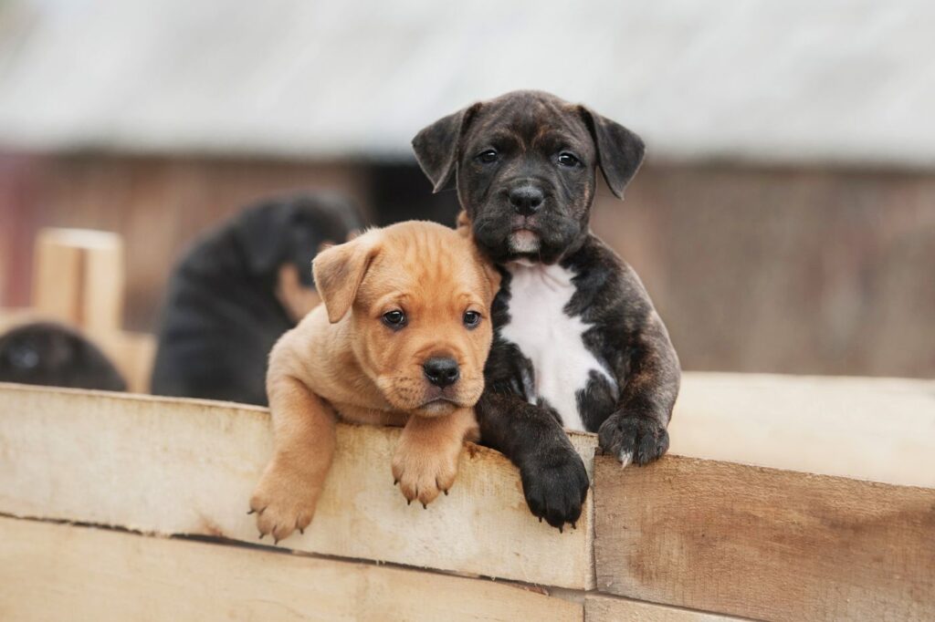 American staffordshire terrier szczeniaczki