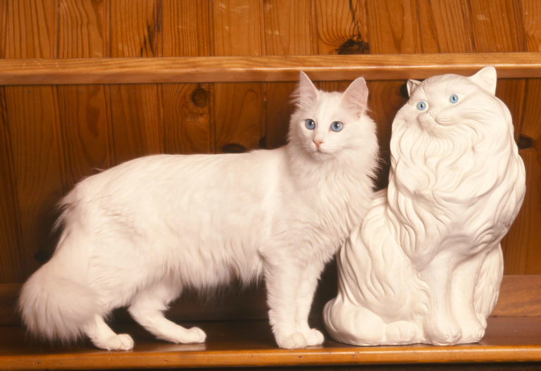 angora turecka kot rasy angora turecka