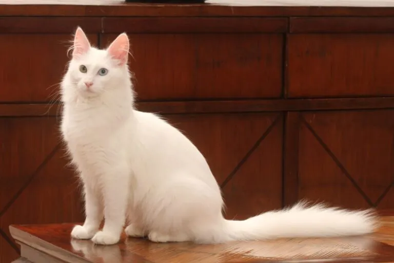 kot rasy angora turecka turecka angora rasa kota