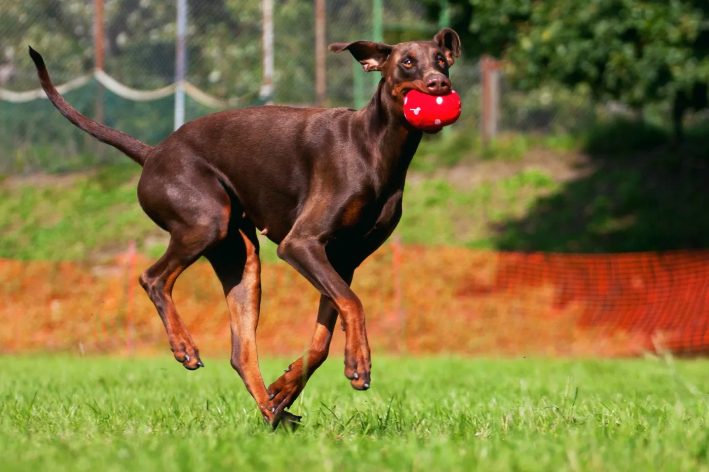 Doberman brązowy sporty dla dobermana