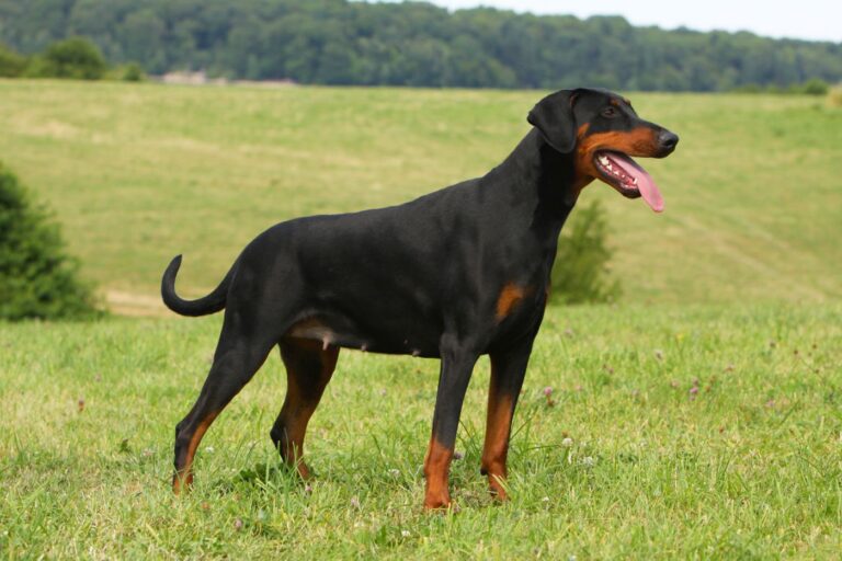 doberman