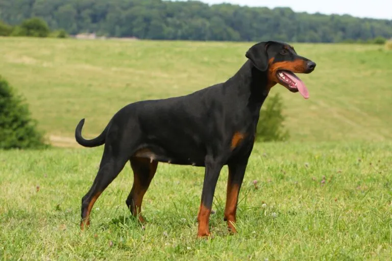 doberman doberman