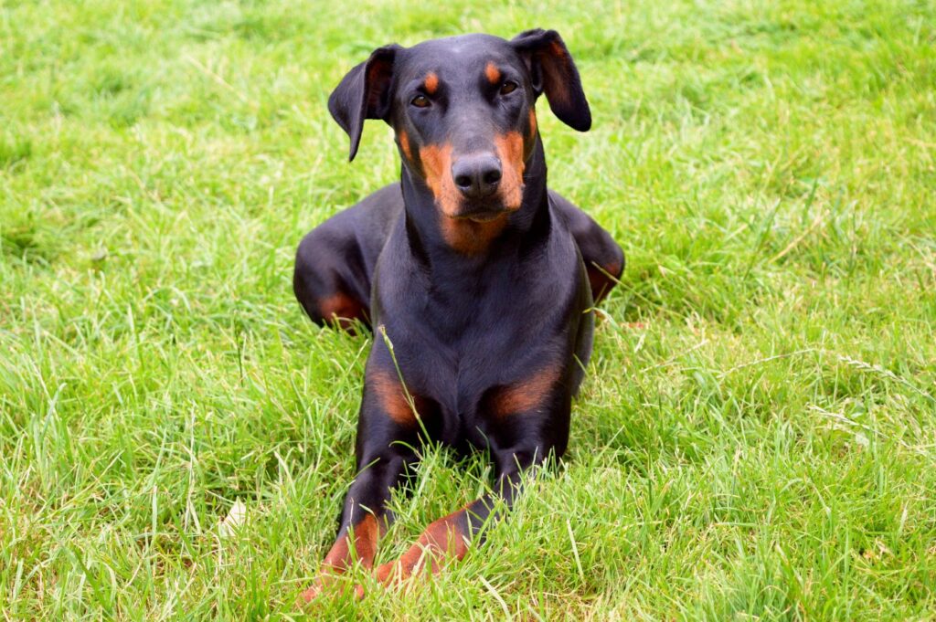 Pies rasy doberman leży na trawie