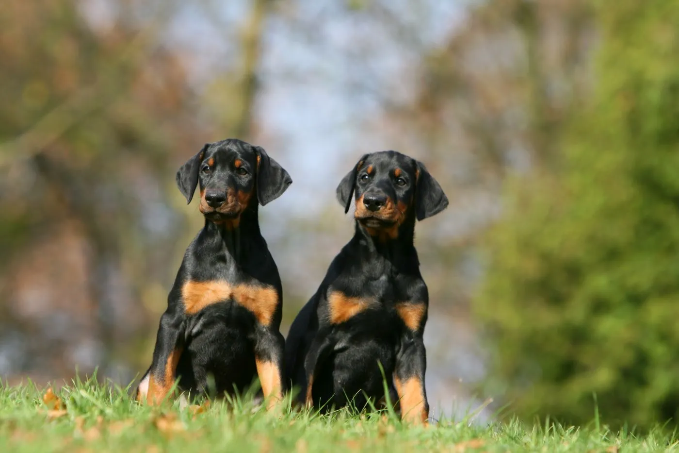 dwa szczeniaki rasy doberman