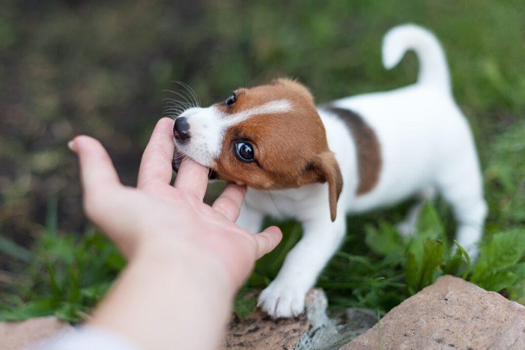 Jack Russell terrier gryzie w zabawie