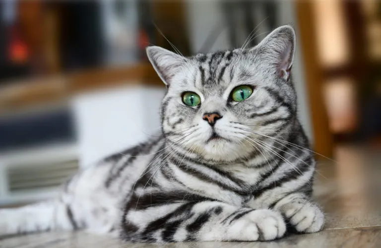 Kot brytyjski krótkowłosy British Shorthair