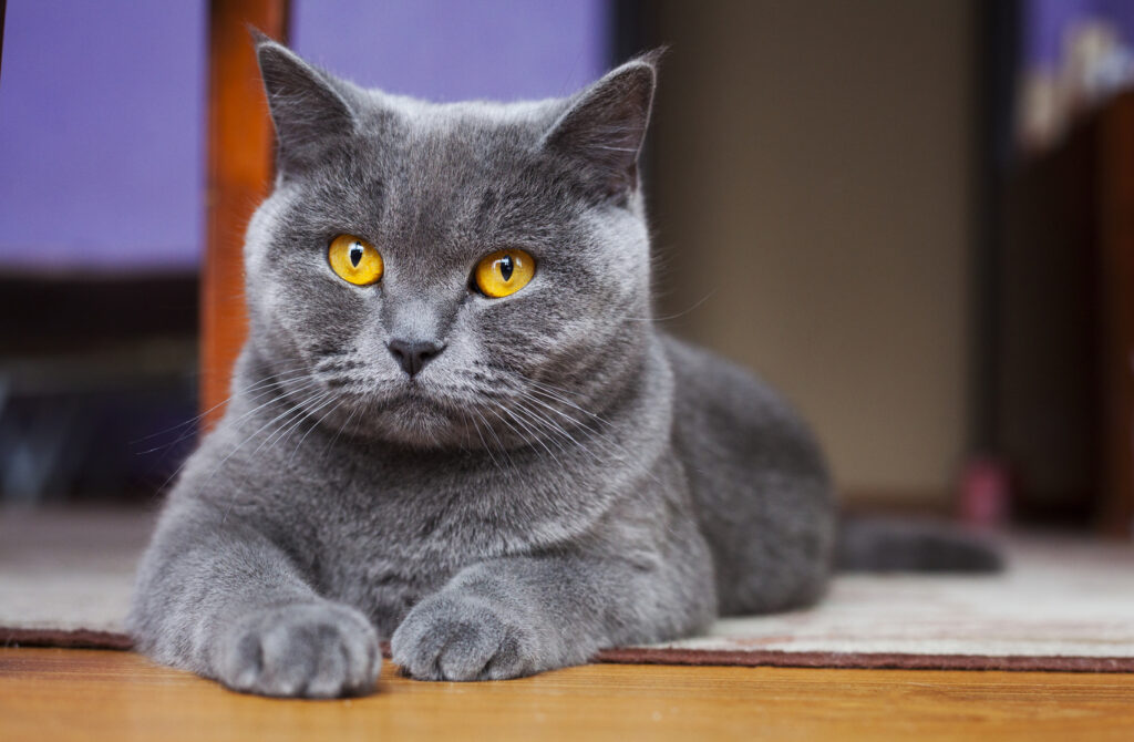 kot brytyjski krótkowłosy z żółtymi oczami