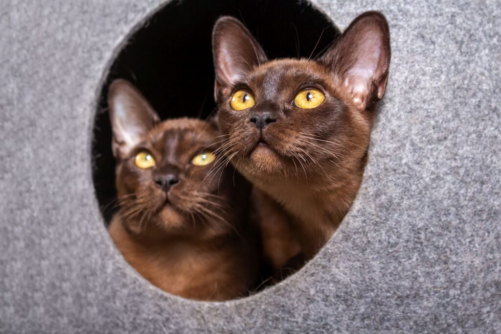 koty burmskie w budce dla kotów