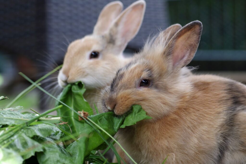jak zapobiegać wadom zgryzu u królika