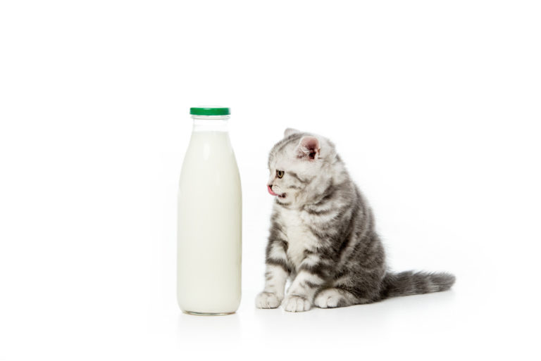 mleko dla kocięcia specjalne mleko dla kota