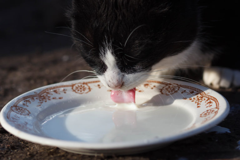 Specjalne mleko dla kota