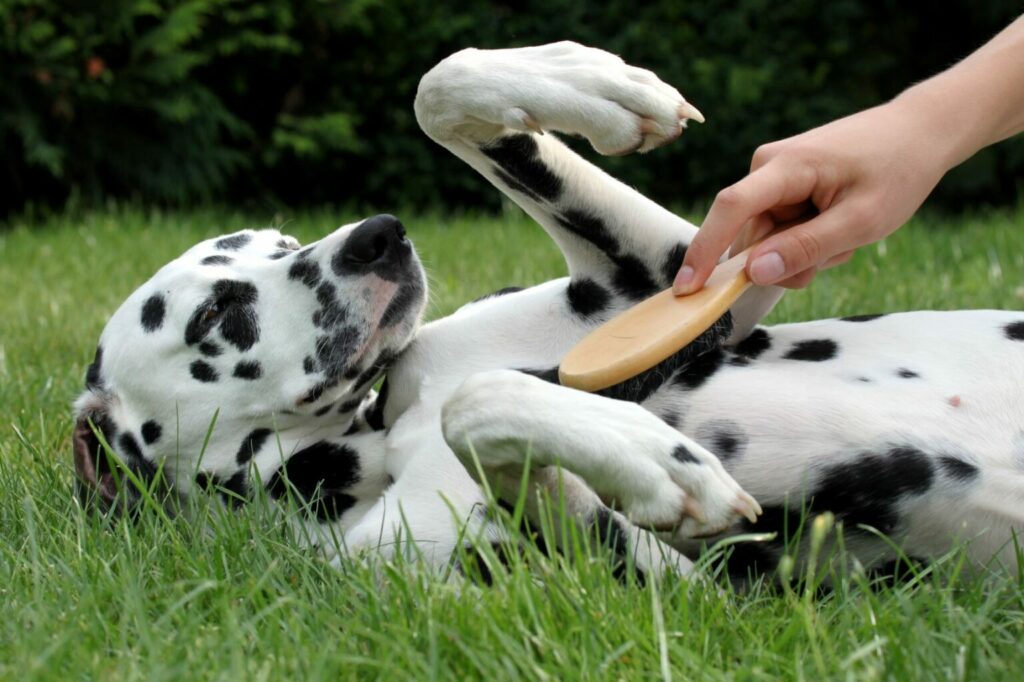 pielęgnacja sierści psa rasy dalmatyńczyka