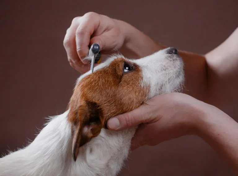 Czesanie Jack Russell Terriera Pielęgnacja sierści psa