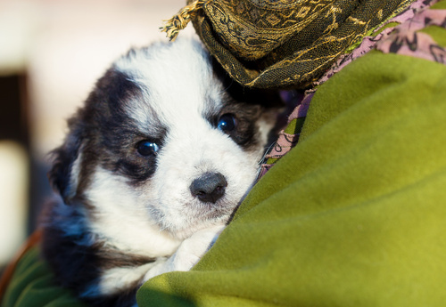 Adopcja szczenięcia ze schroniska