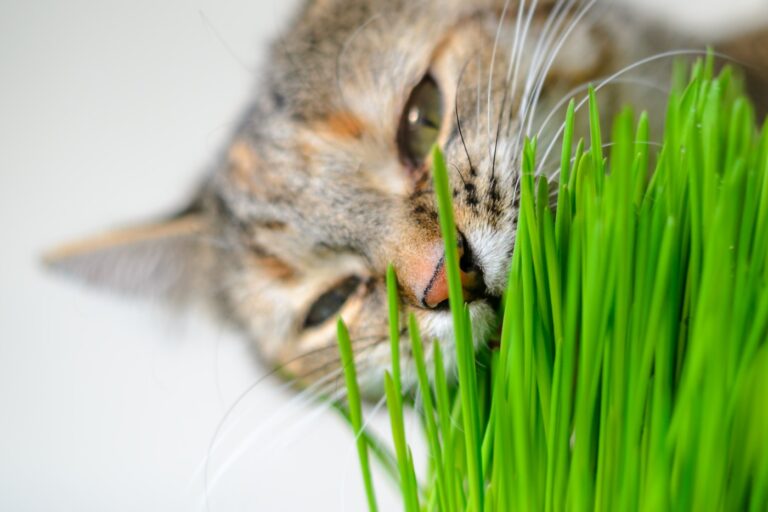 trawa dla kota