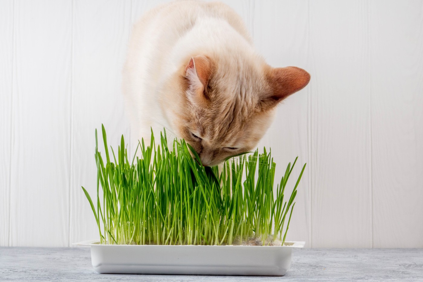 trawa dla kota w doniczce