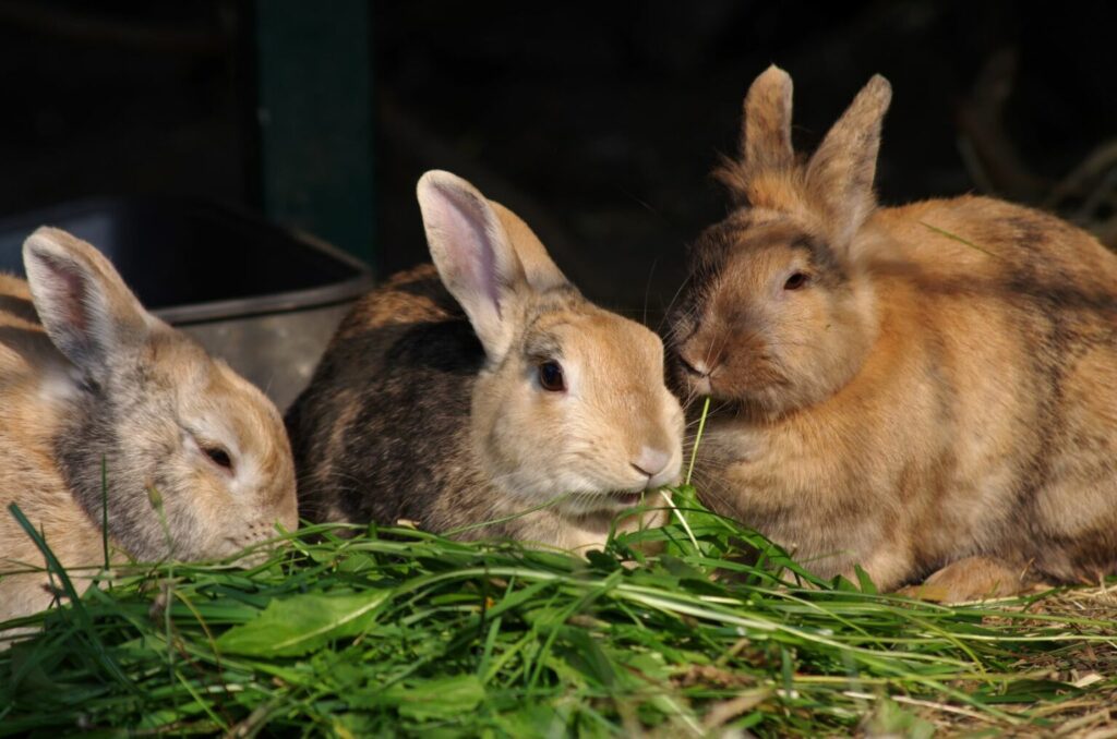 zielenina dla królików