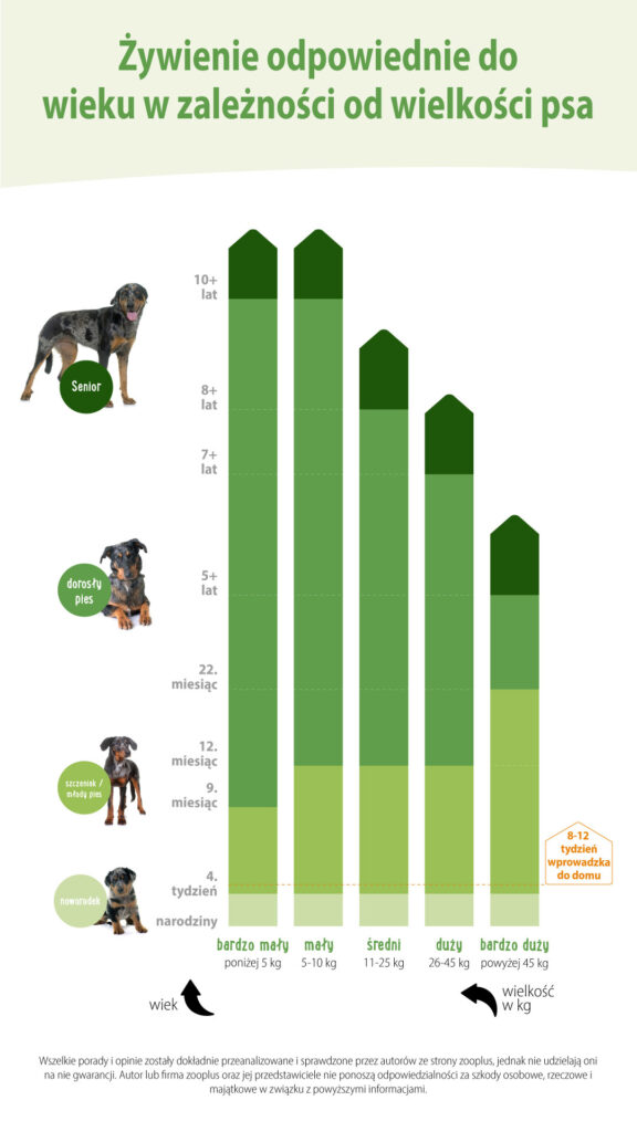 żywienie psa względem wieku i wielkości