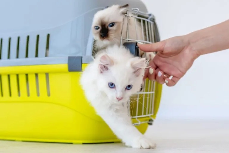 Adopcja kota Koty w transporterze