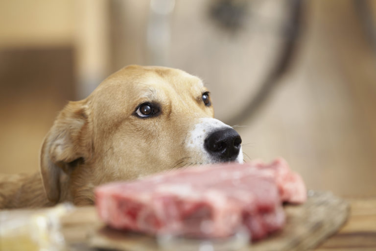 Dieta typu BARF dla psa Dieta oparta na surowym mięsie
