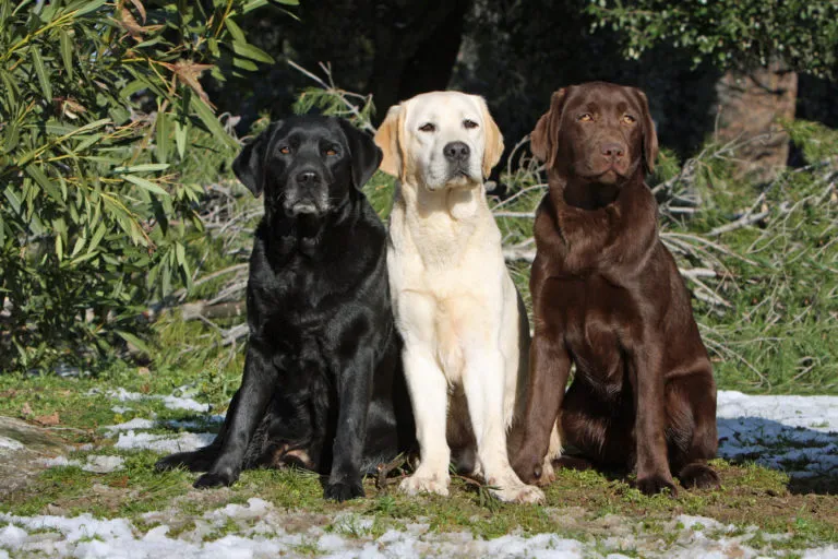 Labrador Retriever Trzy umaszczenia główne rasy Labrador Retriever