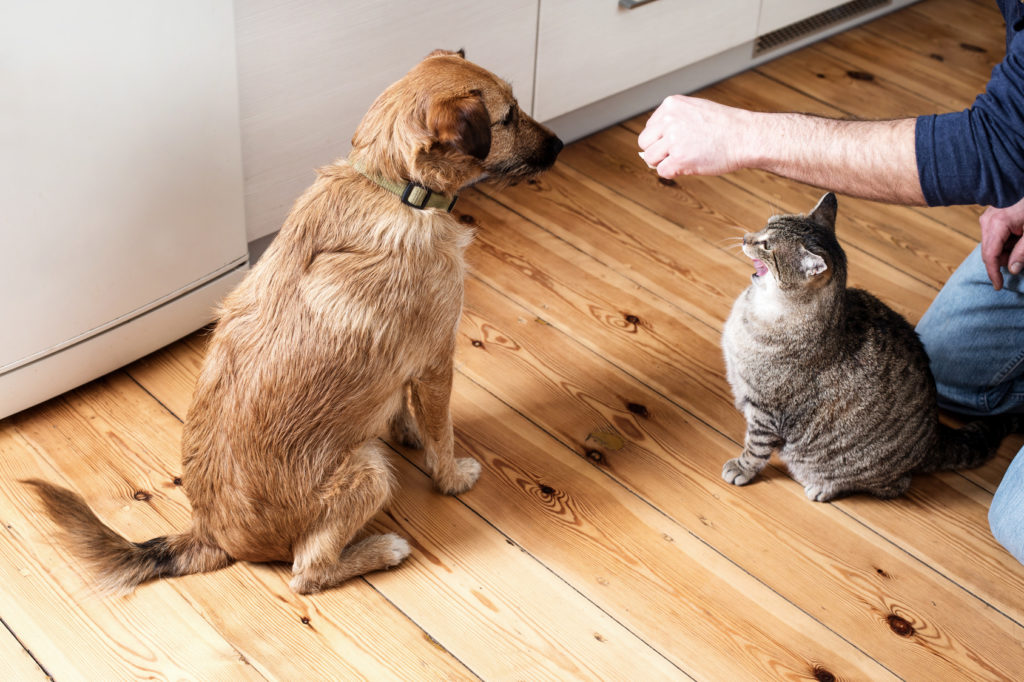 hund katze fressen hund katze fressen