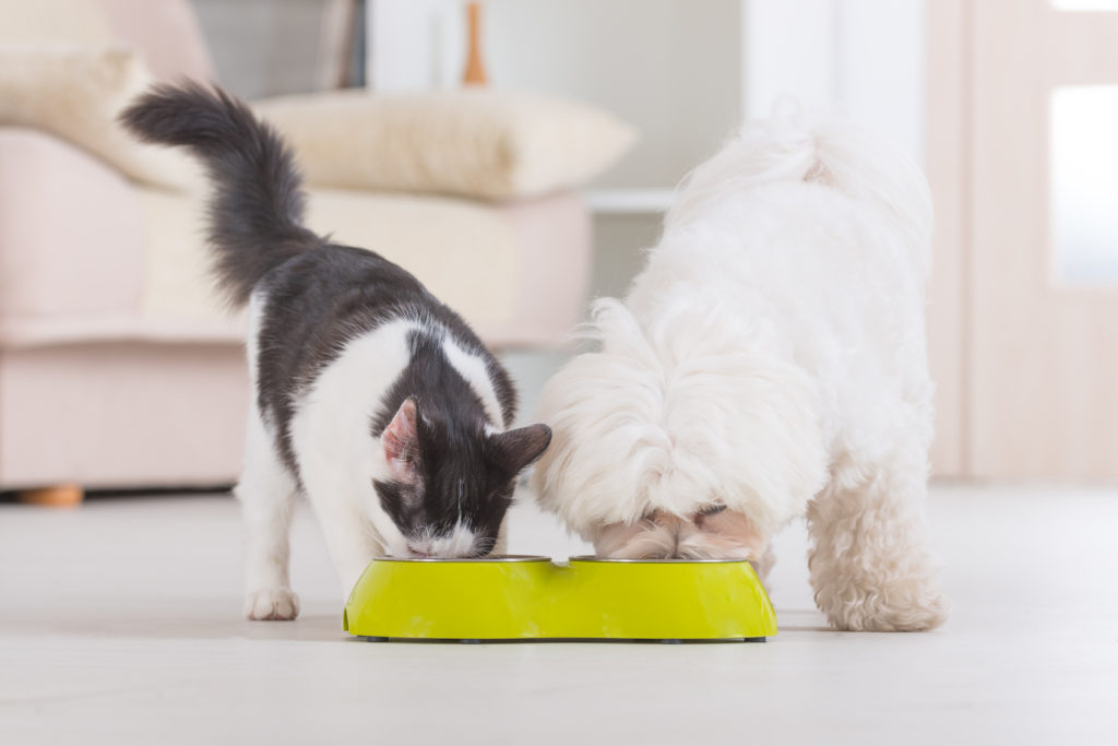katze hund fressen