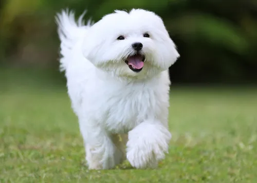 Maltańczyk Maltese