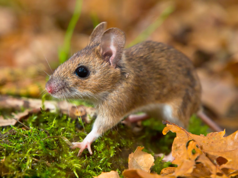 Myszarka leśna w swoim naturalnym środowisku